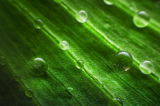 Beautiful dark green leaf with drops of water.