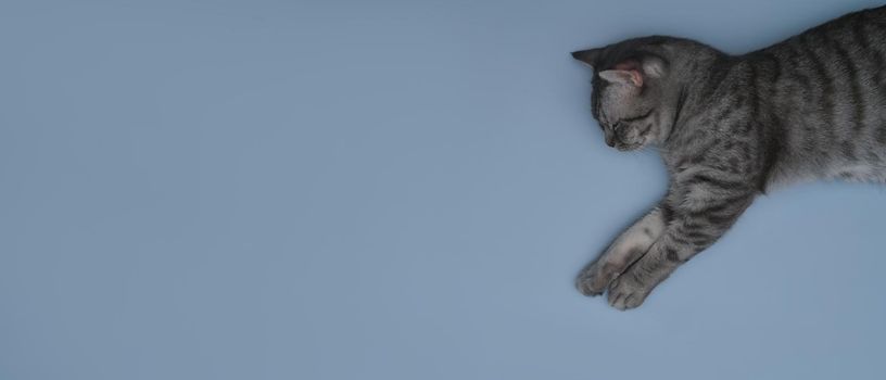 Above view tabby cat lying on blue background with copy space.