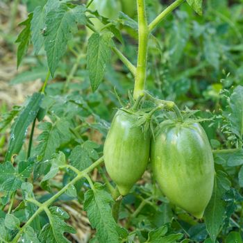 Unripe green tomatoes growing on a branch in the garden. Tomatoes in the garden bed with green fruits. Green tomatoes on a bush.