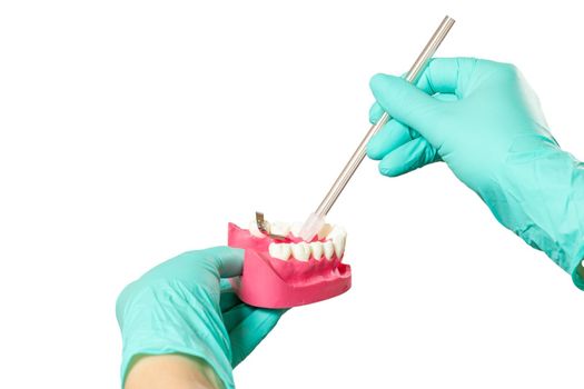 Dentist's hands in latex gloves with the saliva ejector and the human jaw layout on the white isolated background. Medical tools concept.