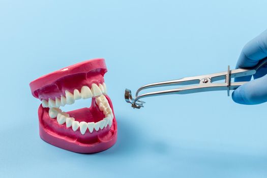 Dentist in latex gloves with a rubber dam clamp forceps and a layout of the human jaw. Medical tools concept.