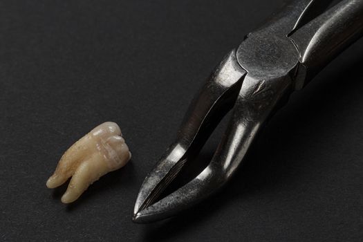 Stainless steel dental pliers and an extracted sick tooth on the black background. Medical tools.