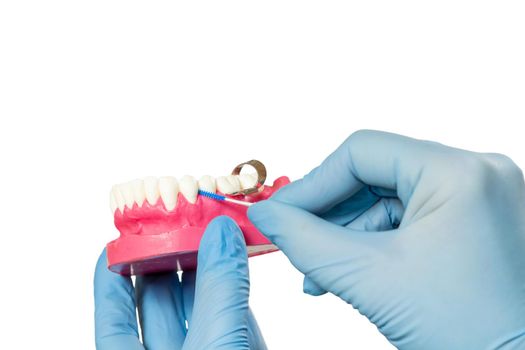 Close-up view of dentist's hands with a human jaw layout and a interdental toothpick brush on the white isolated background.