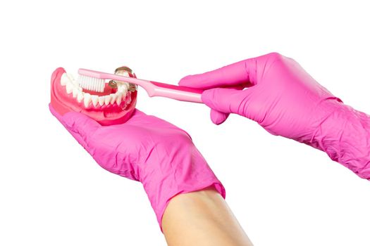 Close-up view of a dentist's hand with a human jaw layout and a toothbrush on the white isolated background.