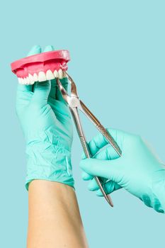 Dentist with a layout of the human jaw is showing how to extract a sick tooth on green mint. Focus on stainless steel dental tongs or pliers.