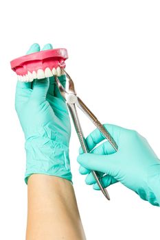 Dentist with a layout of the human jaw is showing how to extract a sick tooth. Focus on stainless steel dental tongs or pliers.