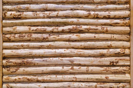 freshly built traditional wooden house peeled aspen log wall - flat texture and full-frame background, bulding in progress