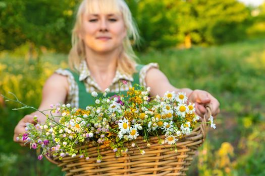 A woman collects medicinal herbs. Selective focus. Nature.