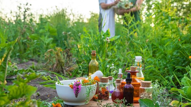 A woman collects medicinal herbs. Selective focus. Nature.