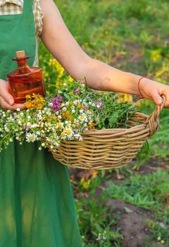 A woman makes herbal tincture. Selective focus. Nature.