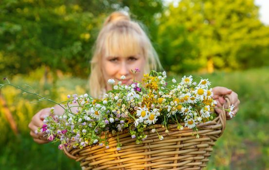 A woman collects medicinal herbs. Selective focus. Nature.