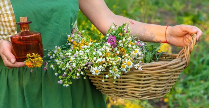 A woman makes herbal tincture. Selective focus. Nature.