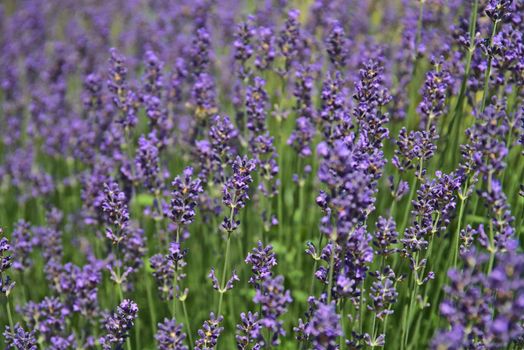 Purple lavender in blossom close up
