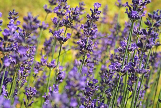 Purple lavender in blossom close up