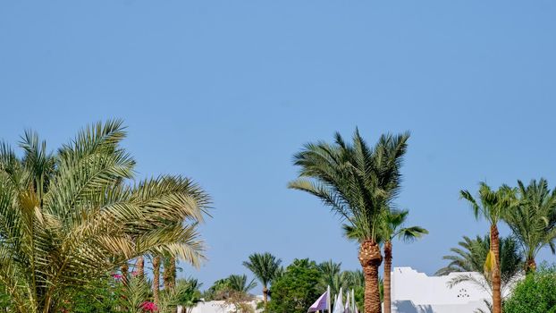 The upper part of the palm tree against the blue sky in sunny weather.