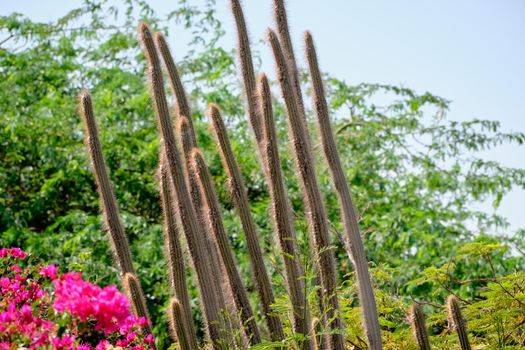 Cactus with a long stem on a background of green plants next to blooming flowers.