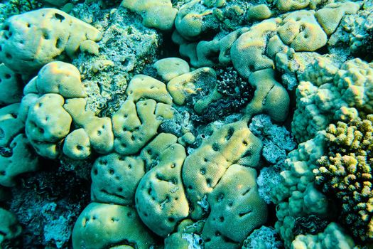 Live corals in the Red Sea close-up, underwater world.