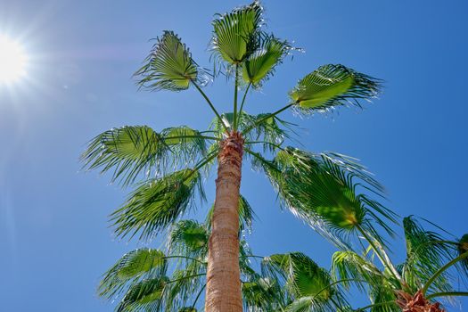 The tops of palm trees against the blue sky illuminated by the rays of the sun.