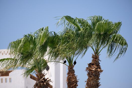 .Parts of a palm tree against a clear blue sky and a hotel building.