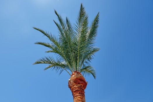 A green palm tree against a blue cloudless sky.