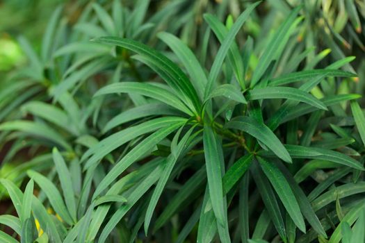 Tropical growing green flora nature texture pattern
