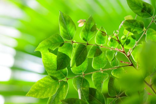 Tropical growing green flora nature texture pattern