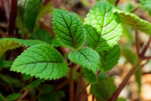Tropical growing green flora nature texture pattern