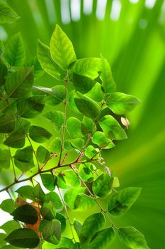 Tropical growing green flora nature texture pattern