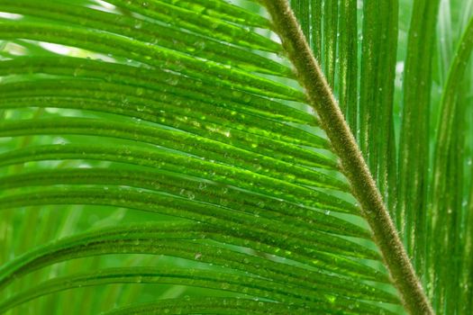 Tropical growing green palm leaf nature texture pattern