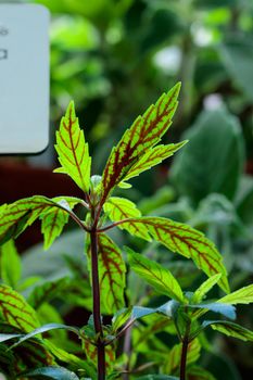 Tropical growing green flora nature texture pattern