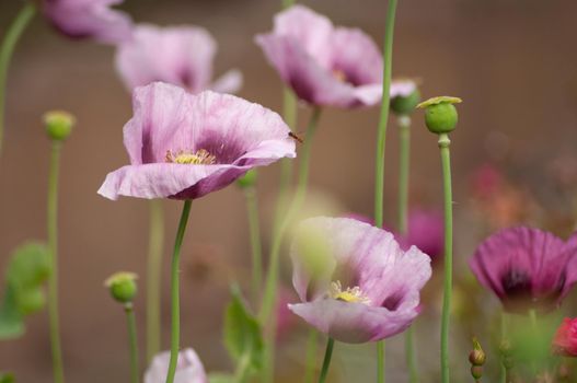 amazing purple poppies summer buds of summer flowers close up, floral background. High quality photo