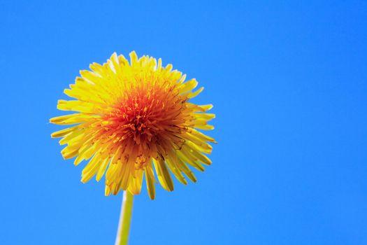 Nice yellow dandelion against blue sky with free space