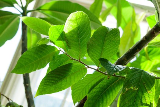 Tropical growing green flora nature texture pattern