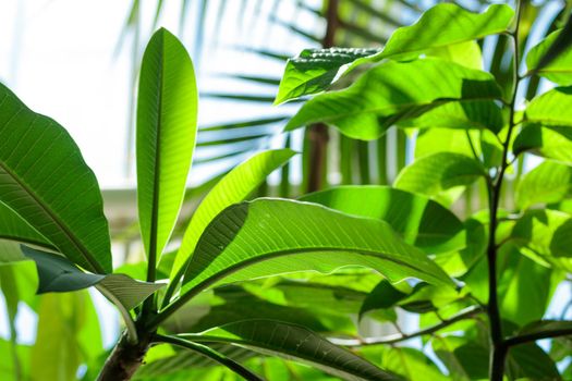 Tropical growing green flora nature texture pattern