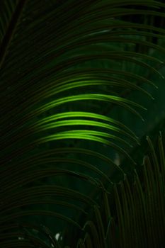 Tropical growing green palm leaf nature texture pattern