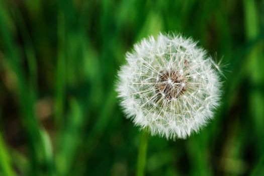 Closeup of nice fluffy dandelion head against background with green grass