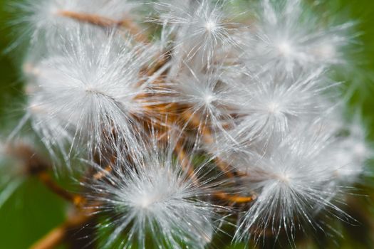 Photo of one dandelion taken close-up. Macro shoto. Black and white photo.