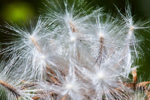 Photo of one dandelion taken close-up. Macro shoto. Black and white photo.