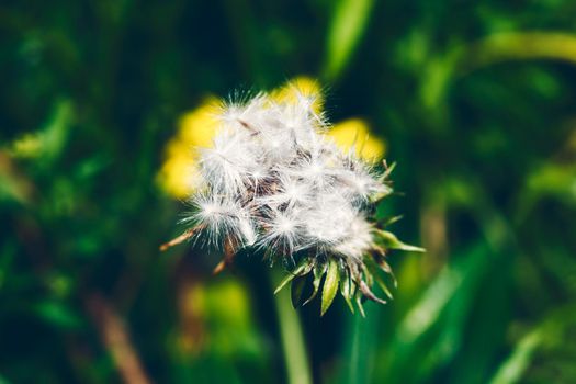 Photo of one dandelion taken close-up. Macro shoto. Black and white photo.