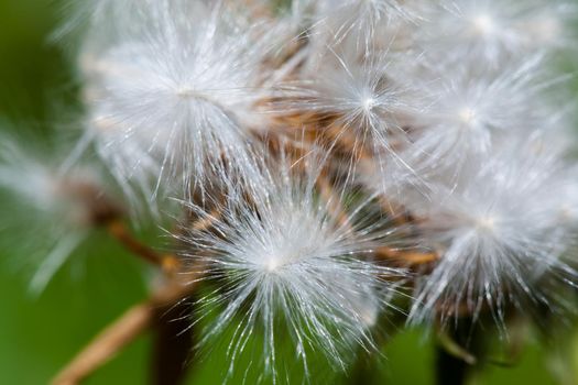 Photo of one dandelion taken close-up. Macro shoto. Black and white photo.