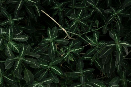 Top view green leaves in the garden. Beauty house plant. Indoor houseplant. Nature abstract background. Above view of dark green leaves with natural pattern. Web banner for organic products.