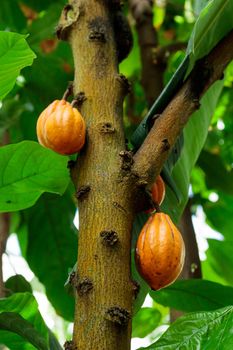 Orange color raw cocoa beans hanging on cacao tree in the tropical forest
