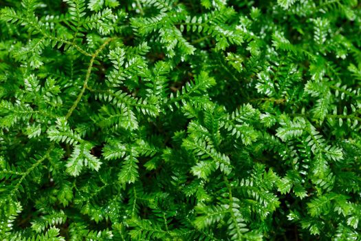 Tropical growing green flora nature texture pattern