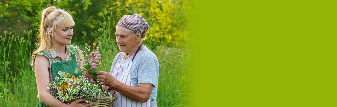 A woman collects medicinal herbs. Selective focus. Nature.