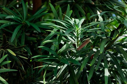 Tropical growing green flora nature texture pattern