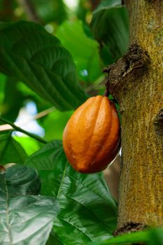 Orange color raw cocoa bean hanging on cacao tree in the tropical forest