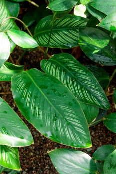 Tropical growing green flora nature texture pattern