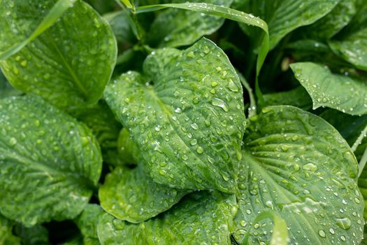 Raindrops on big green leaves