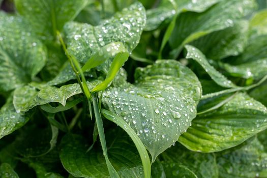 Raindrops on big green leaves