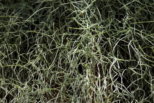Tropical growing green flora nature texture pattern